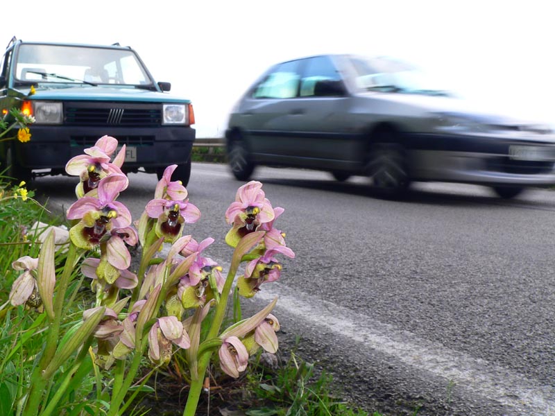 Primavera e orchidee palermitane